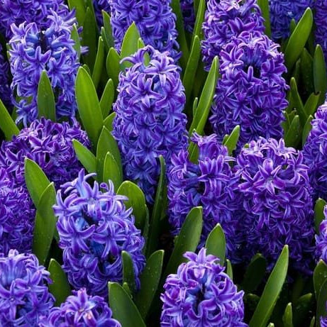 Hyacinth