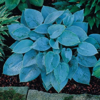 Hostas