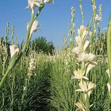 Tuberose Polianthes plant in a pot