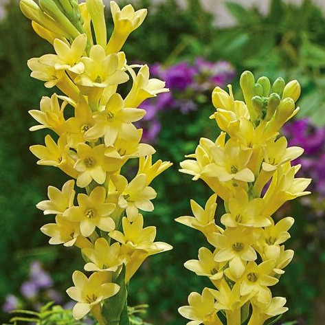 Tuberose Polianthes plant in a pot