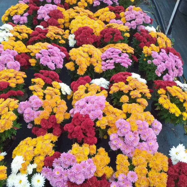 Chrysanthemums