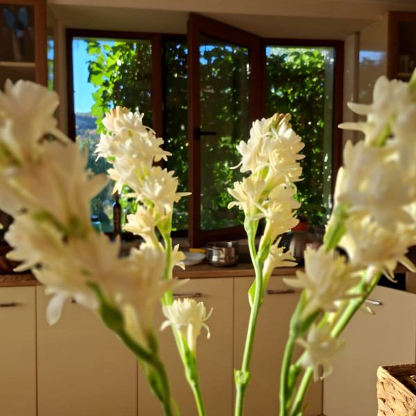 Tuberose Polianthes plant in a pot