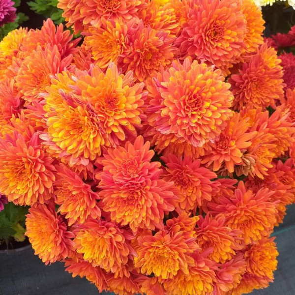 Chrysanthemums