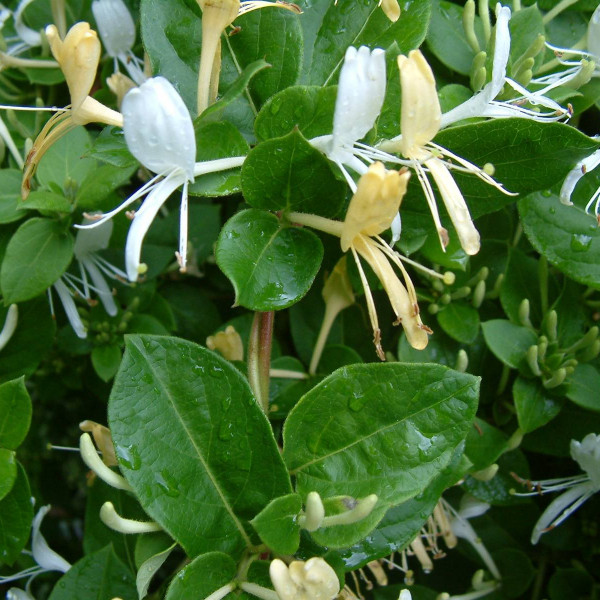 Honeysuckle