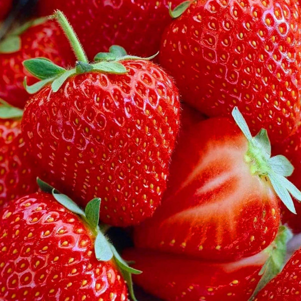 Florida Butti strawberries