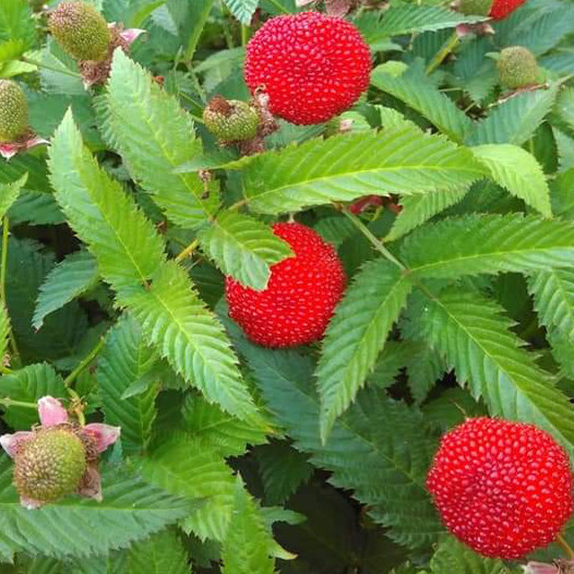 Tibetan raspberry