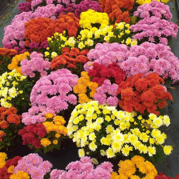 Chrysanthemums