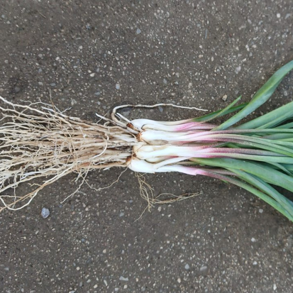 Tuberose bulbs