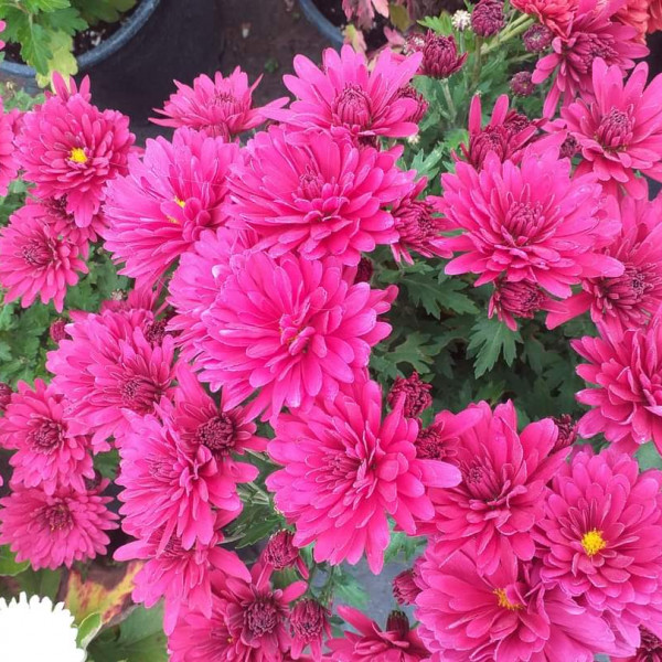 Chrysanthemums