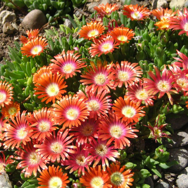 Delosperma