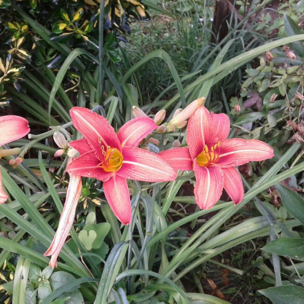 Hemerocallis