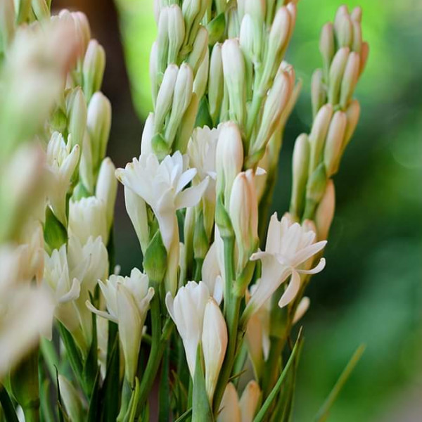 Tuberose Polianthes plant in a pot