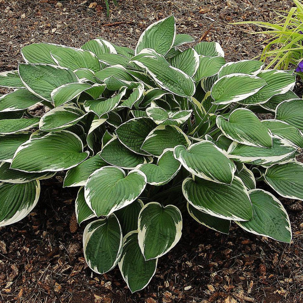 Hostas