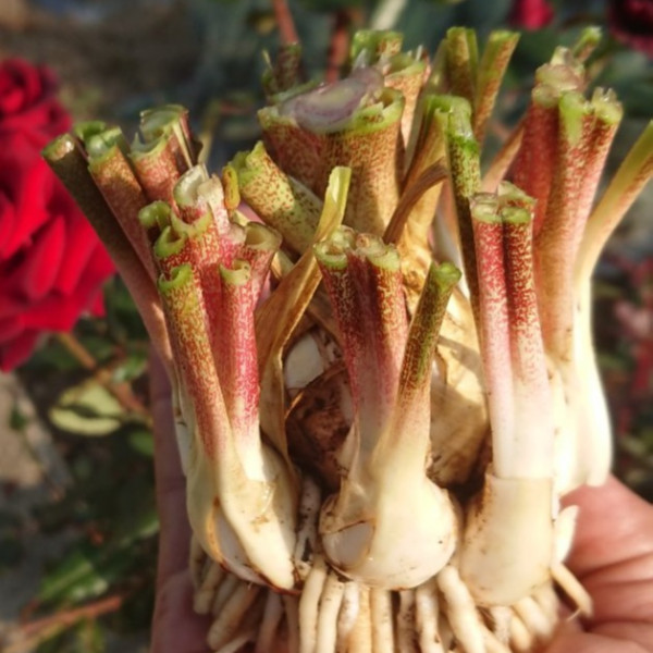 Tuberose bulbs