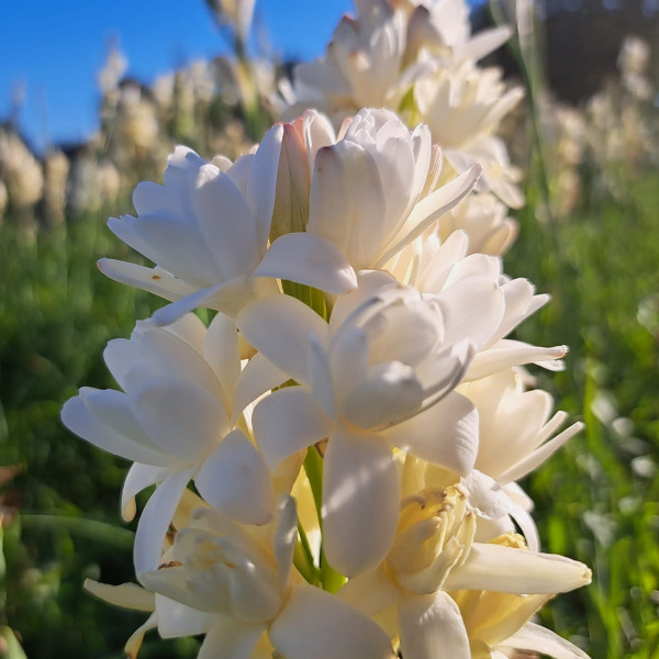 Tuberose Polianthes plant in a pot