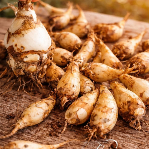 Tuberose bulbs