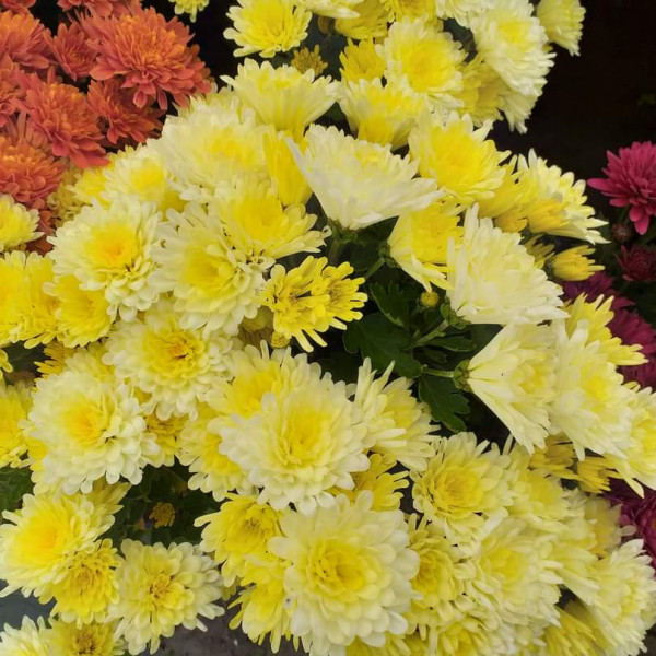 Chrysanthemums