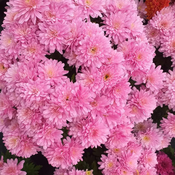 Chrysanthemums