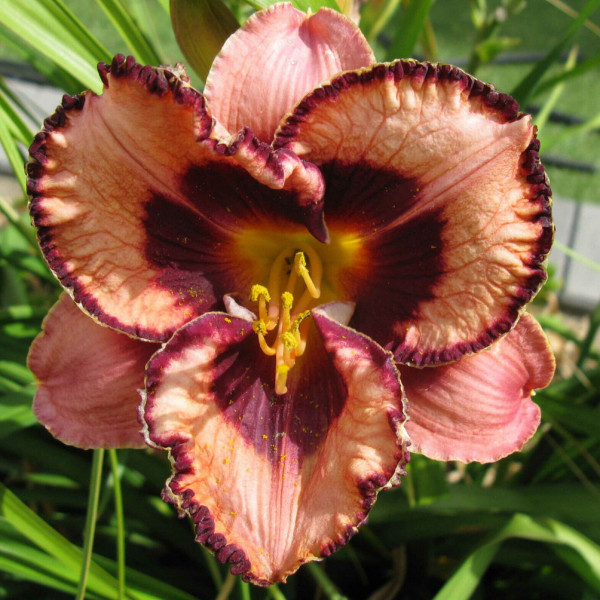 Hemerocallis