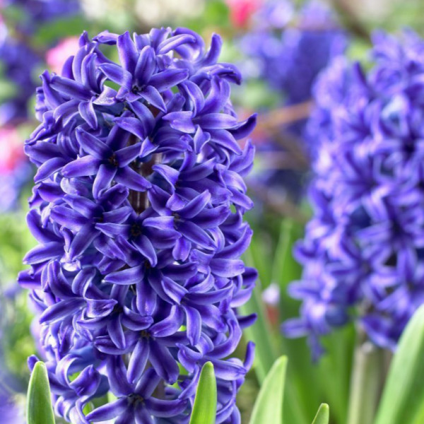 Hyacinth